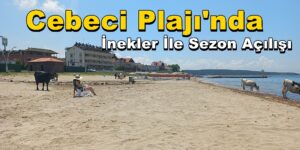 Kandıra Cebeci Plajı’nda İnekler İle Yaz Sezonu Açılışı