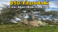 850 Yaşındaki Darıca Tarihi Çınar Ağacı Bakıma Alındı