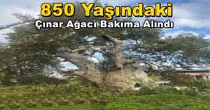 850 Yaşındaki Darıca Tarihi Çınar Ağacı Bakıma Alındı